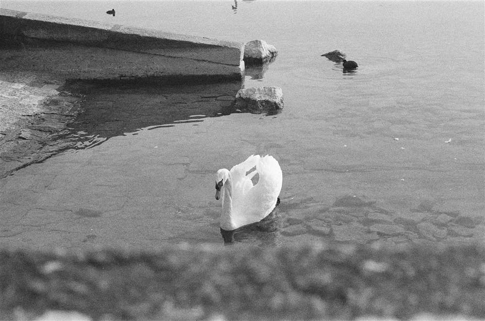 日内瓦湖中的天鹅。