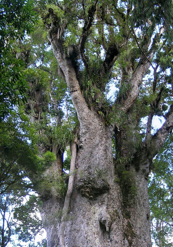 贝壳杉树